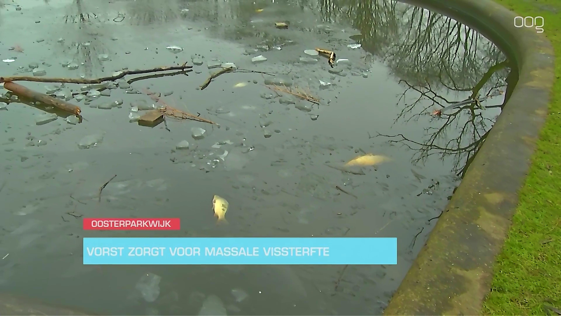 Vorst zorgt voor massale vissterfte in Oosterparkwijk - Oog TV
