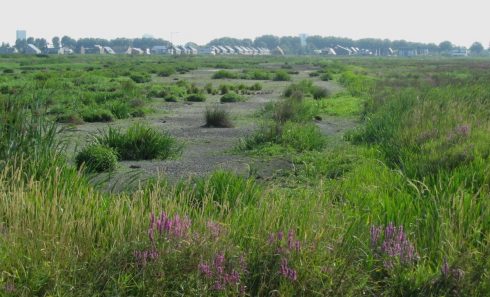 De Onlanden zoekt naar meer waterberging en natuurwinst - Oog TV