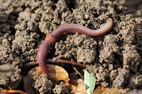 Regenwormen winnen het van de pissebedden - Oog TV
