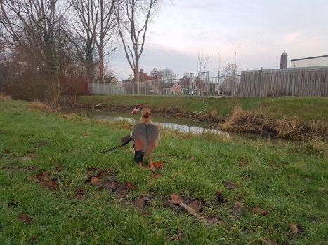 ‘Afgelopen weken zag ik ‘m niet en vreesde ik het ergste’