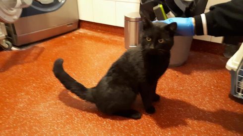 Coronacrisis in het klein (38): haperende start gemeenteraad en kater reist met vrachtwagen - Oog TV