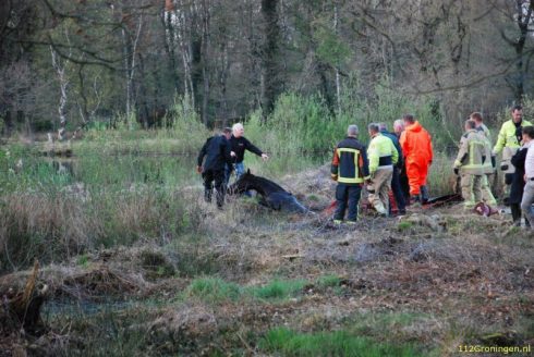 Brandweer ingezet voor paard dat wegzakt in moeras