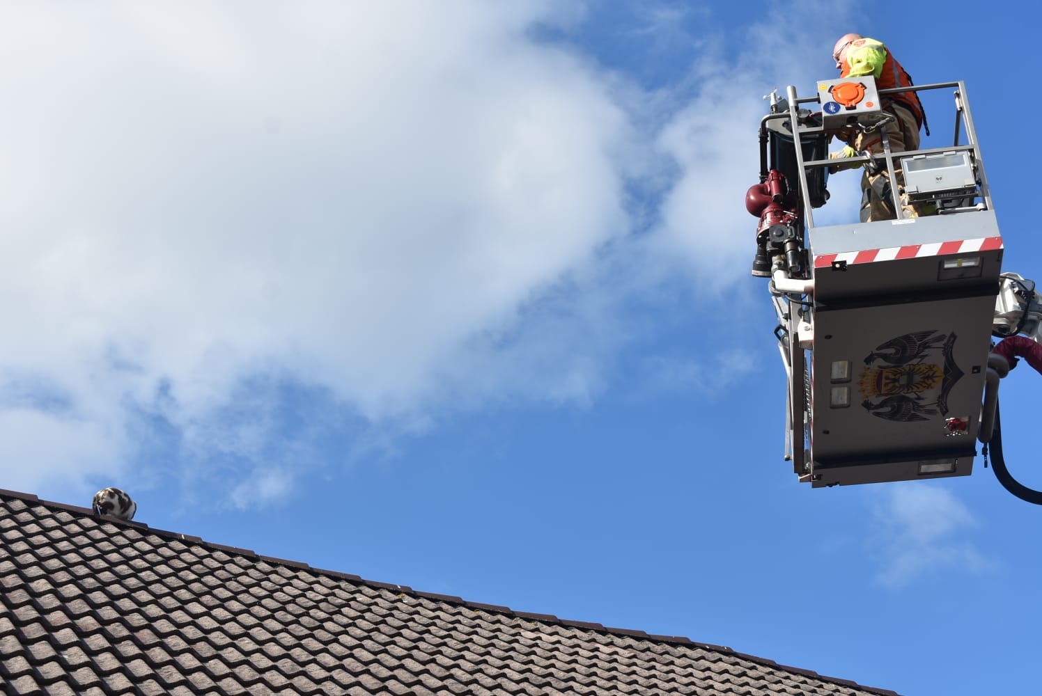 Kat Alice wil niet gered worden door de brandweer en moet komende nacht op het dak blijven #groningen:.