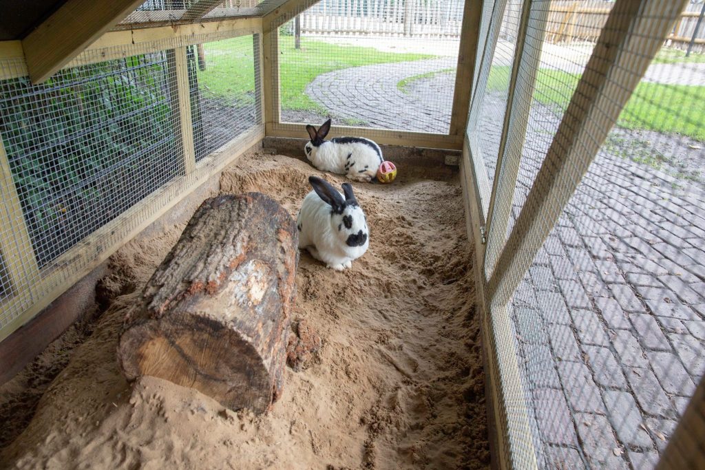 Nieuwe hokken konijnen 'Bezoekers vonden ze te klein' | Groningen