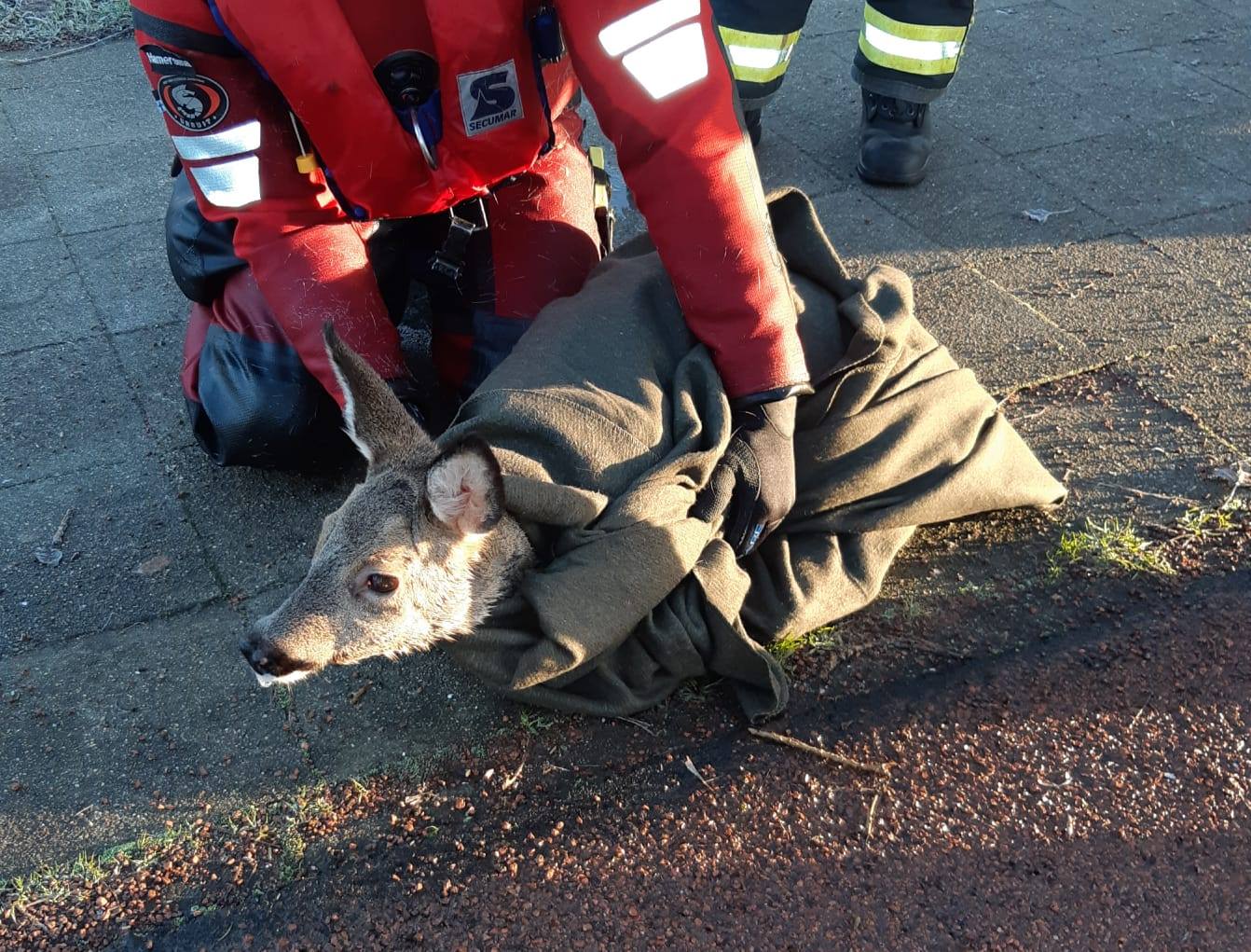Brandweer redt ree uit Kardingerplas #groningen:.