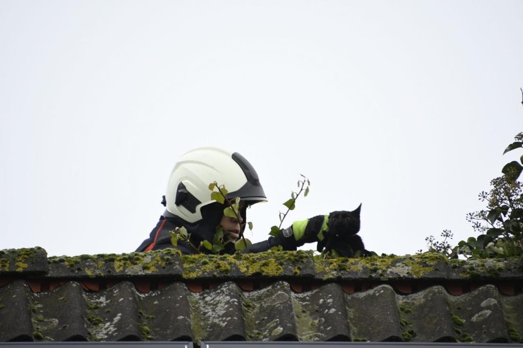Brandweer redt 'Blue' van dak in Noordlaren #groningen:.