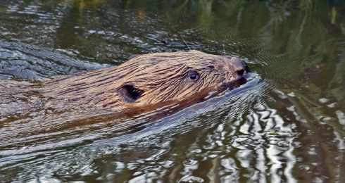 ProRail gaat gebied bij Taarlo aanpassen om gravende bever te ontmoedigen - Oog TV
