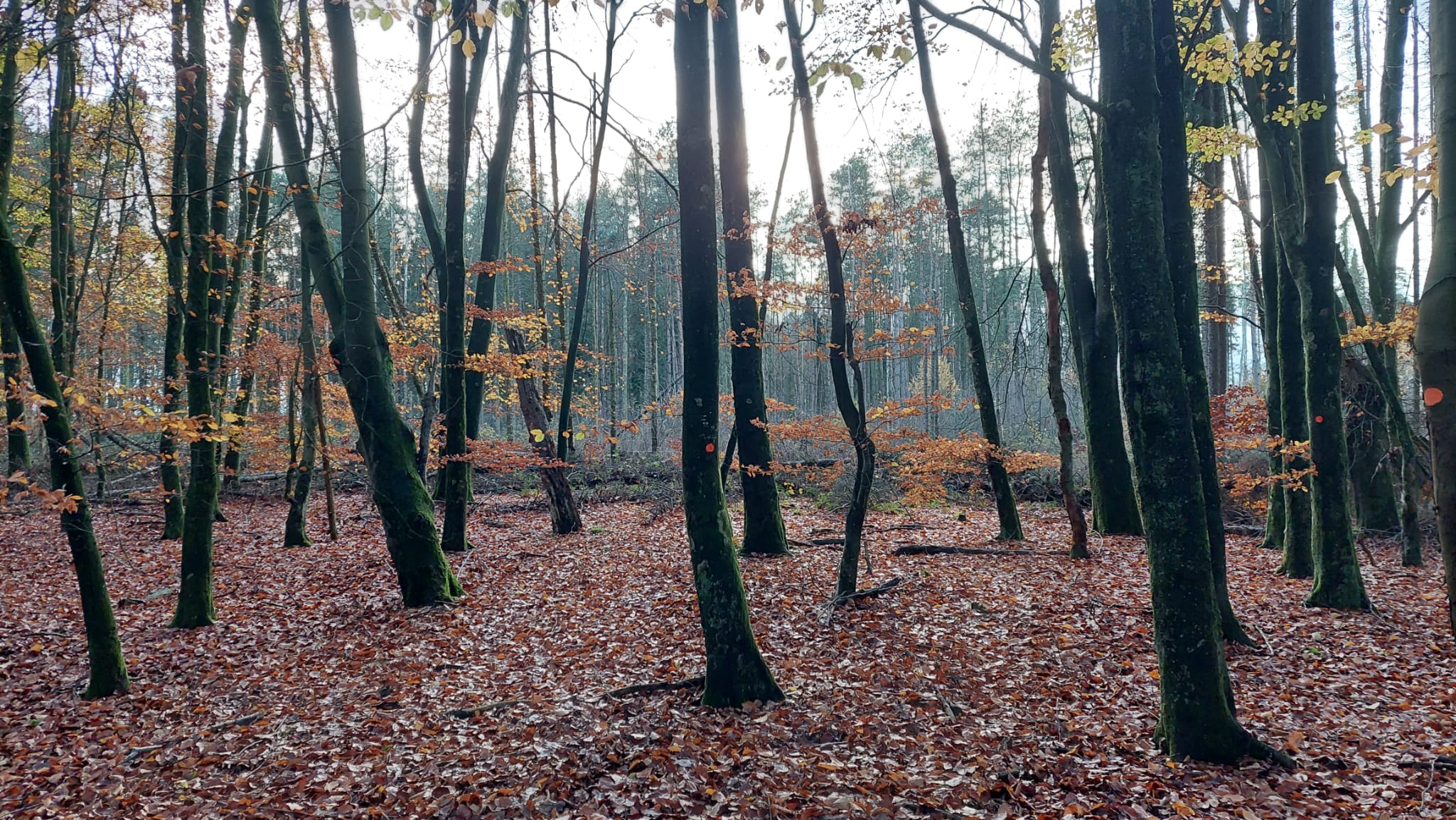 Zaterdag grijs en miezerig, later in de week meer kans op zon en vorst