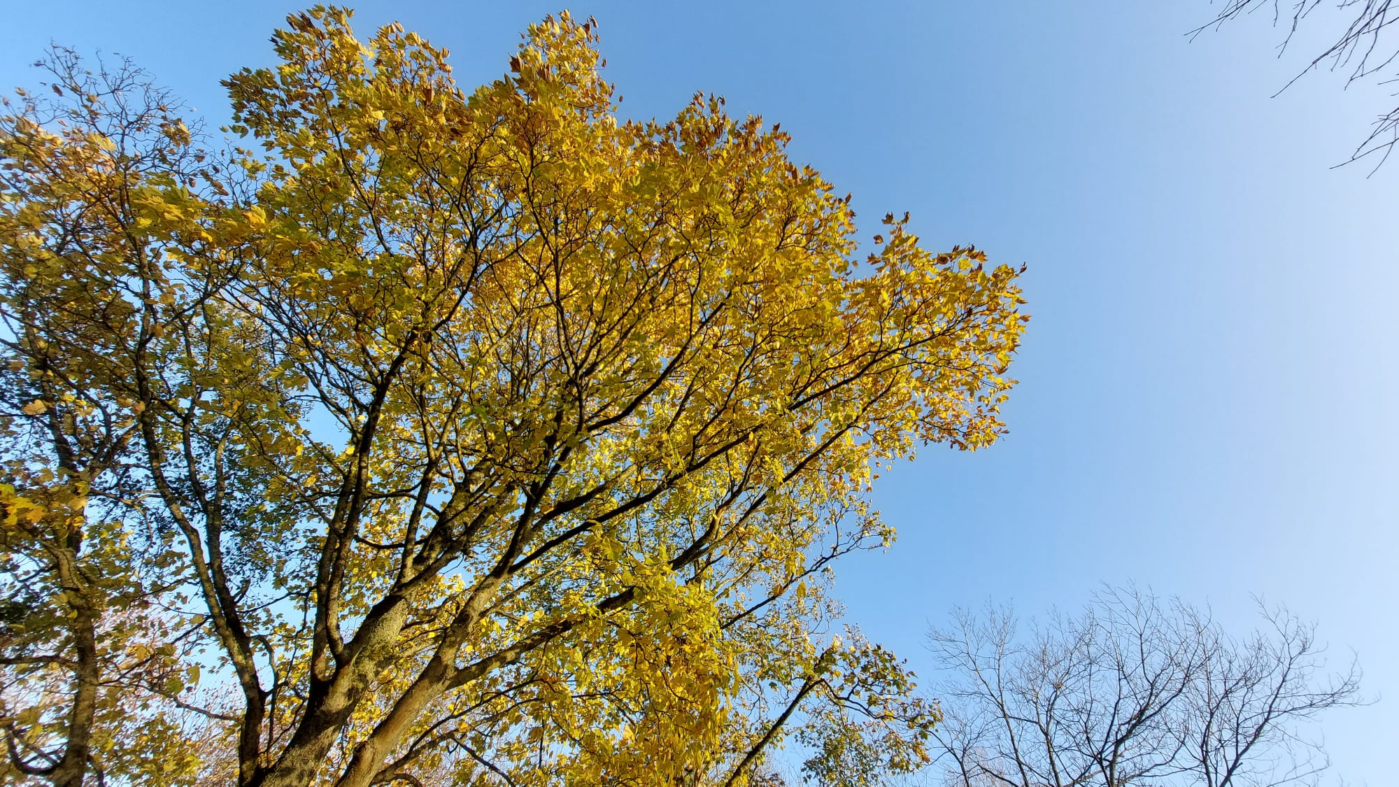 Zestig bomen herplant die tijdelijk verdwenen vanwege werk aan ringweg