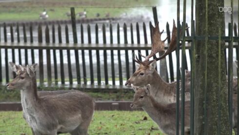 Toekomst herten Boeremapark leidt tot pittige discussie, wethouder zegt nog geen besluit te hebben g