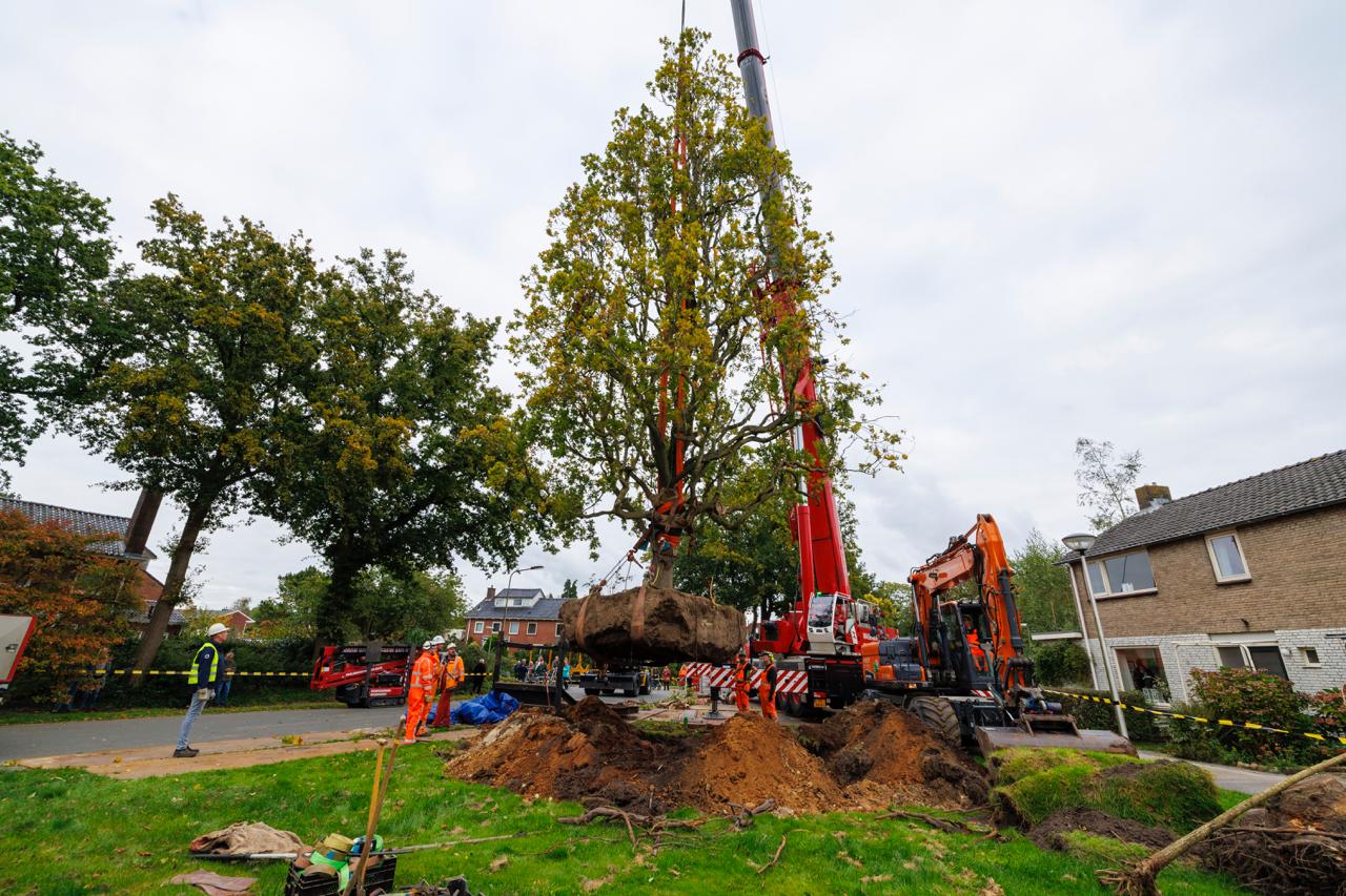 Veel gemeenten wegen hooikoorts niet mee bij aanplant bomen, maar Groningen wel