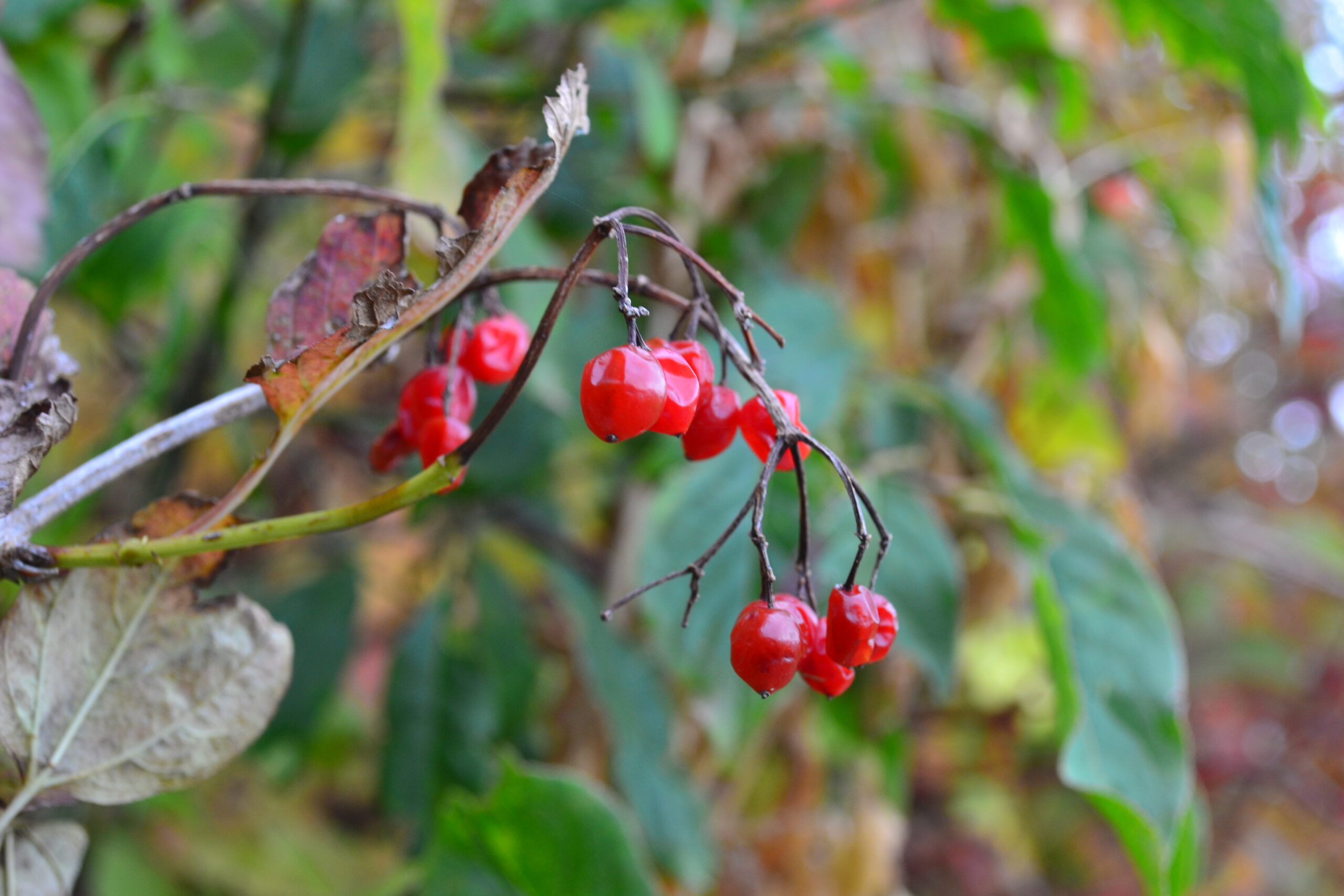 Woensdag bewolkt, ook komende dagen grijs