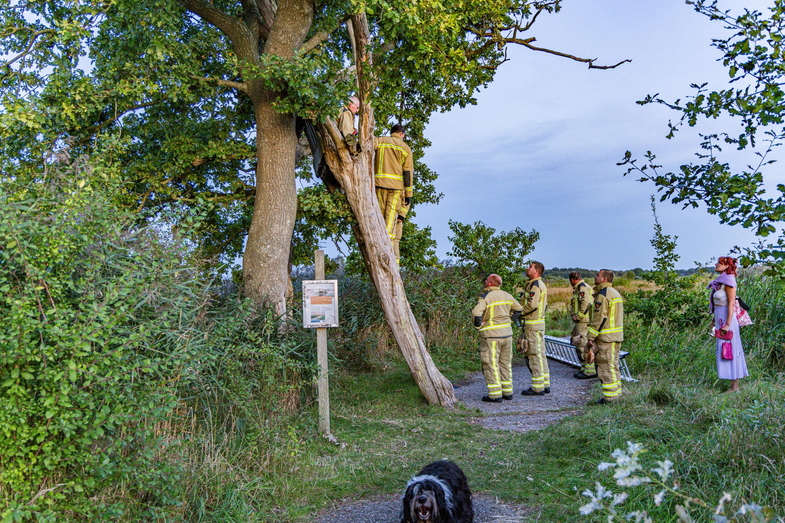 Brandweer redt vrouw uit boom in De Onlanden