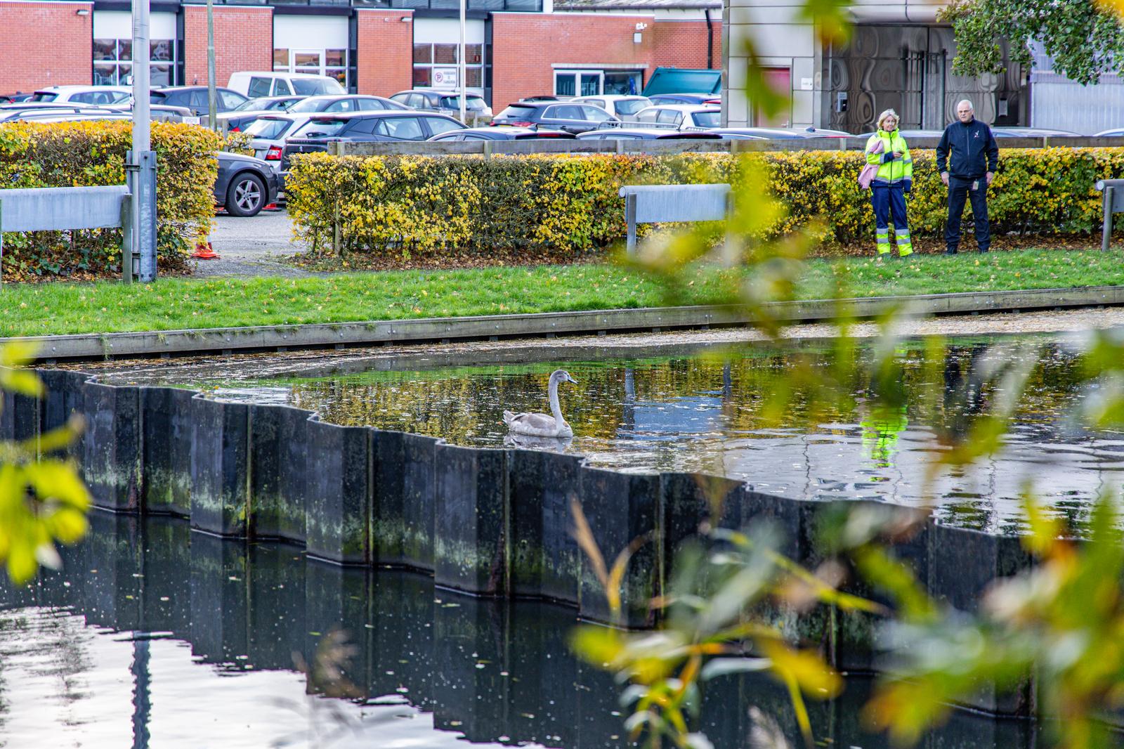 Gewonde zwaan laat zich niet vangen bij politiebureau Schweitzerlaan