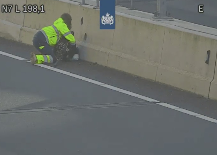 Dierenambulance vangt met net kat die over ringweg wandelt