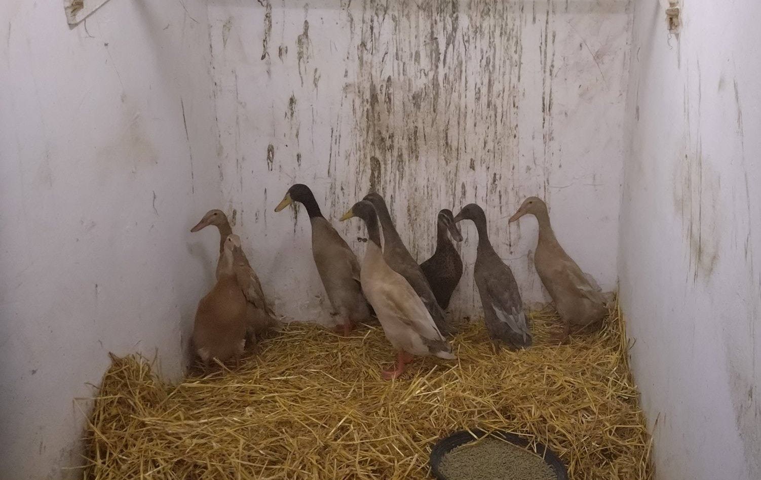 Grote groep ernstig verwaarloosde dieren binnengebracht bij Dierenopvangcentrum