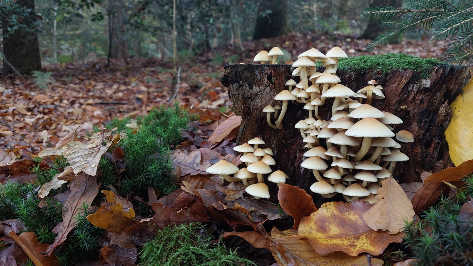‘Maandag nagenoeg droog, komende dagen overwegend bewolkt’