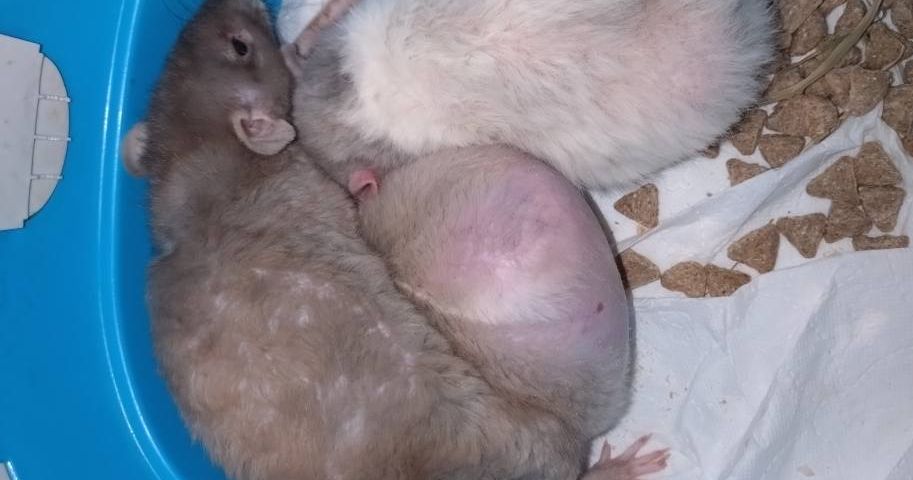 Dierenopvang in Stad geschokt door achtergelaten tamme rat: ‘Waarom laat iemand het zo ver komen?’