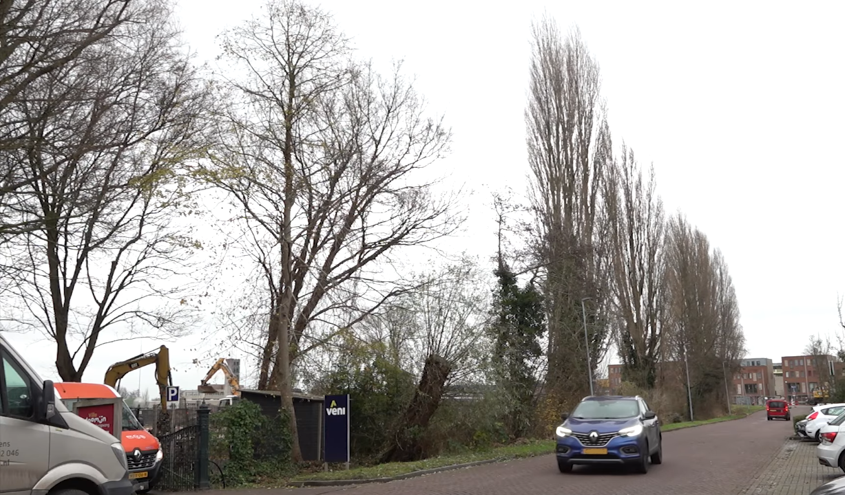 Rechter schorst kap van monumentale bomen in Stadshavens