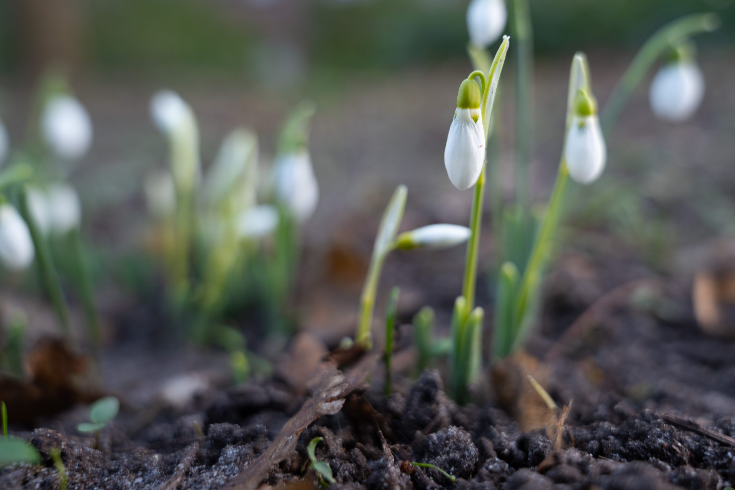 ‘Zondag bewolkt en guur, komende dagen kans op winterse neerslag’