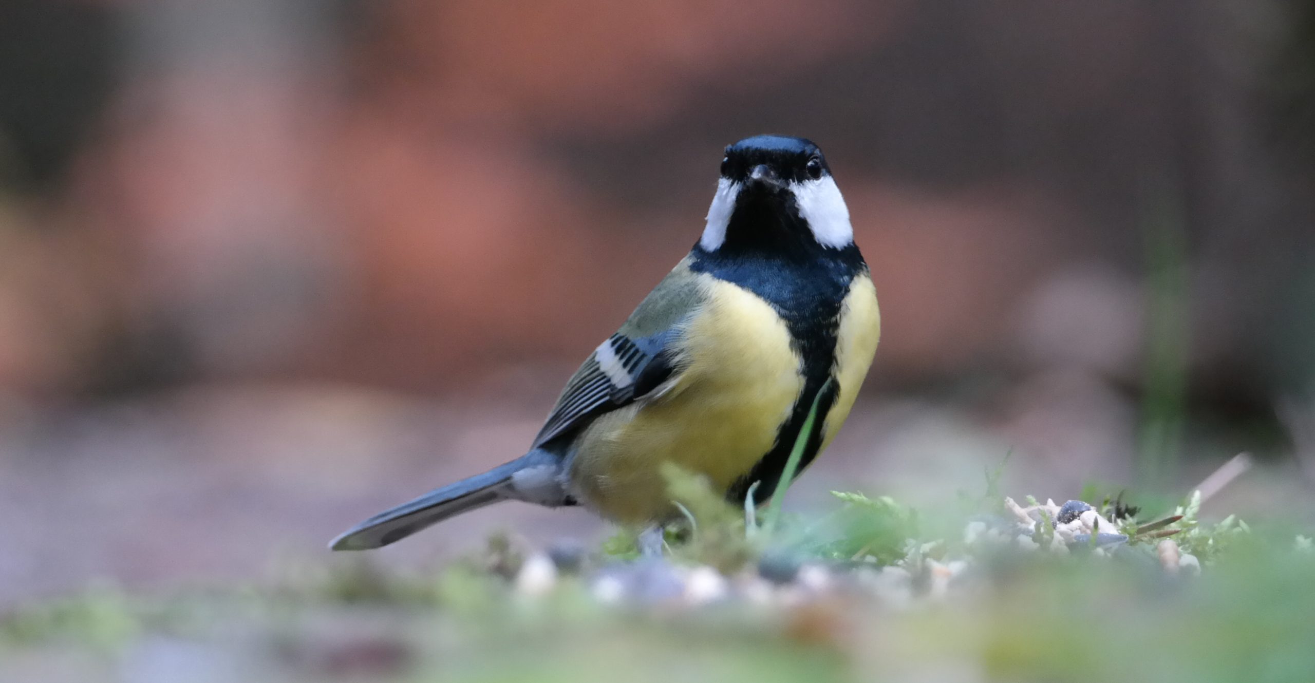 Rappende mollen tijdens een audiotour in de Torteltuin: ‘De natuur is zelf aan het woord’