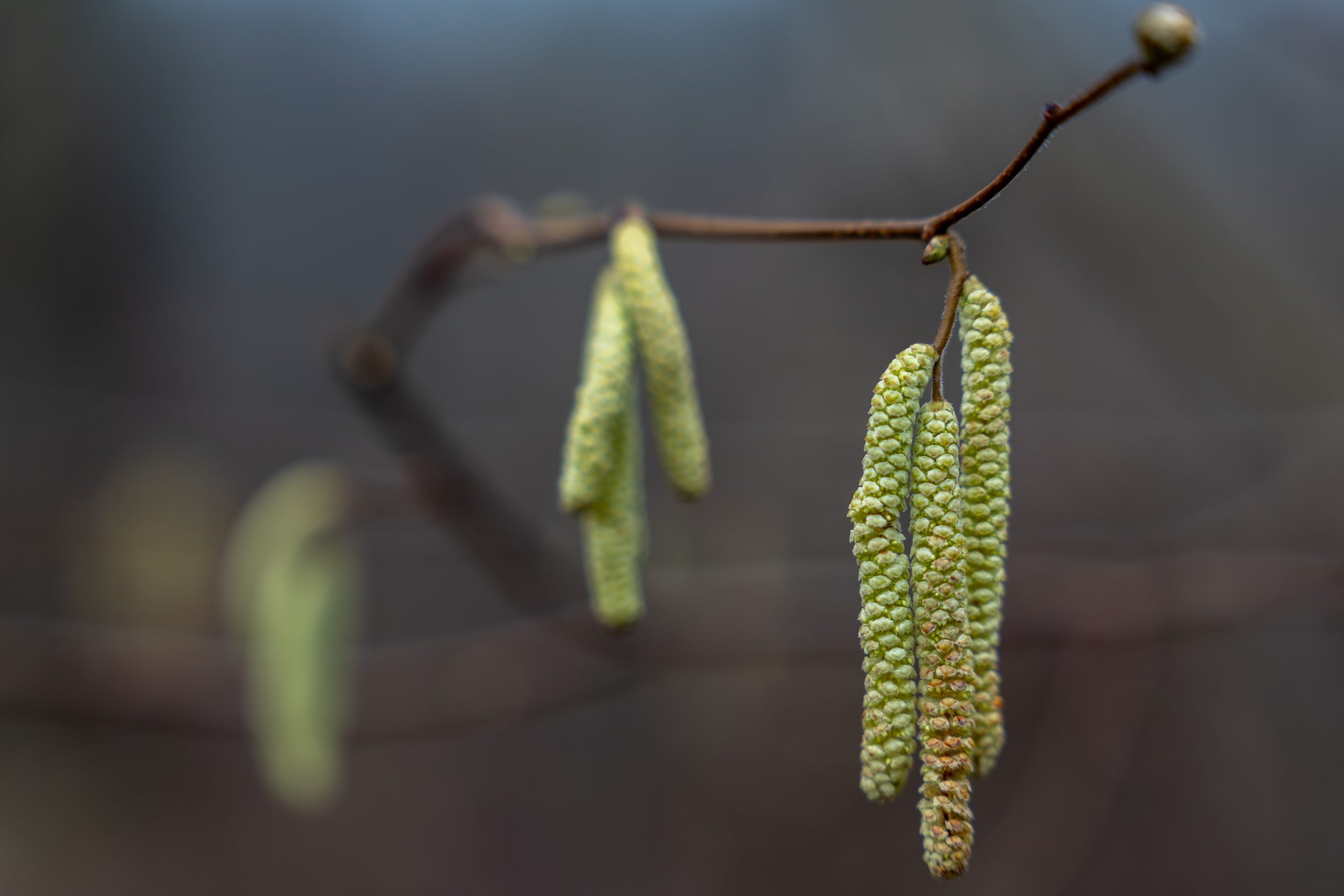 ‘Maandag grijs en fris, komende dagen oplopende temperaturen en buien’