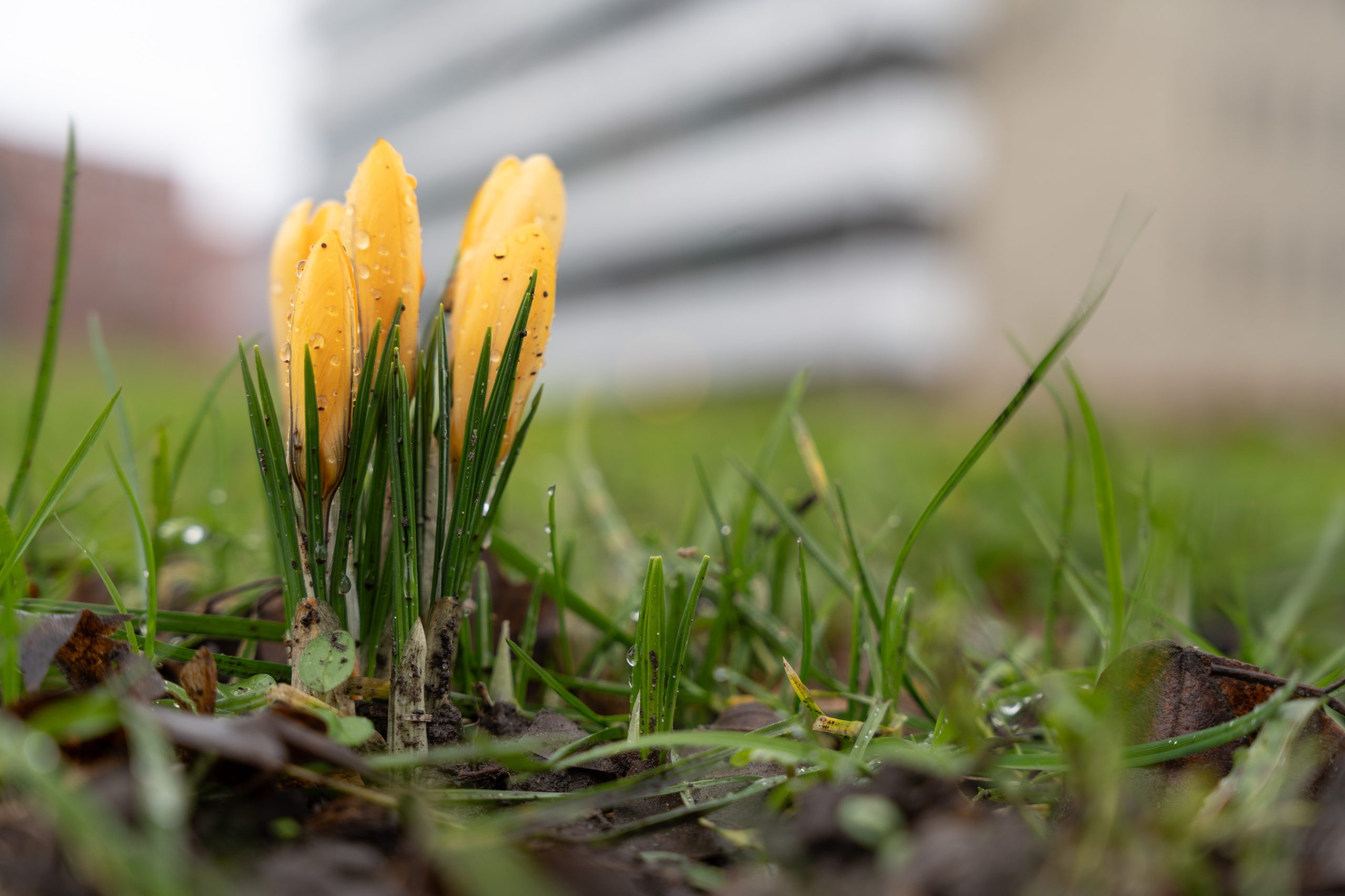 Dinsdag bewolkt met kans op motregen, woensdag erg zacht met 17 graden