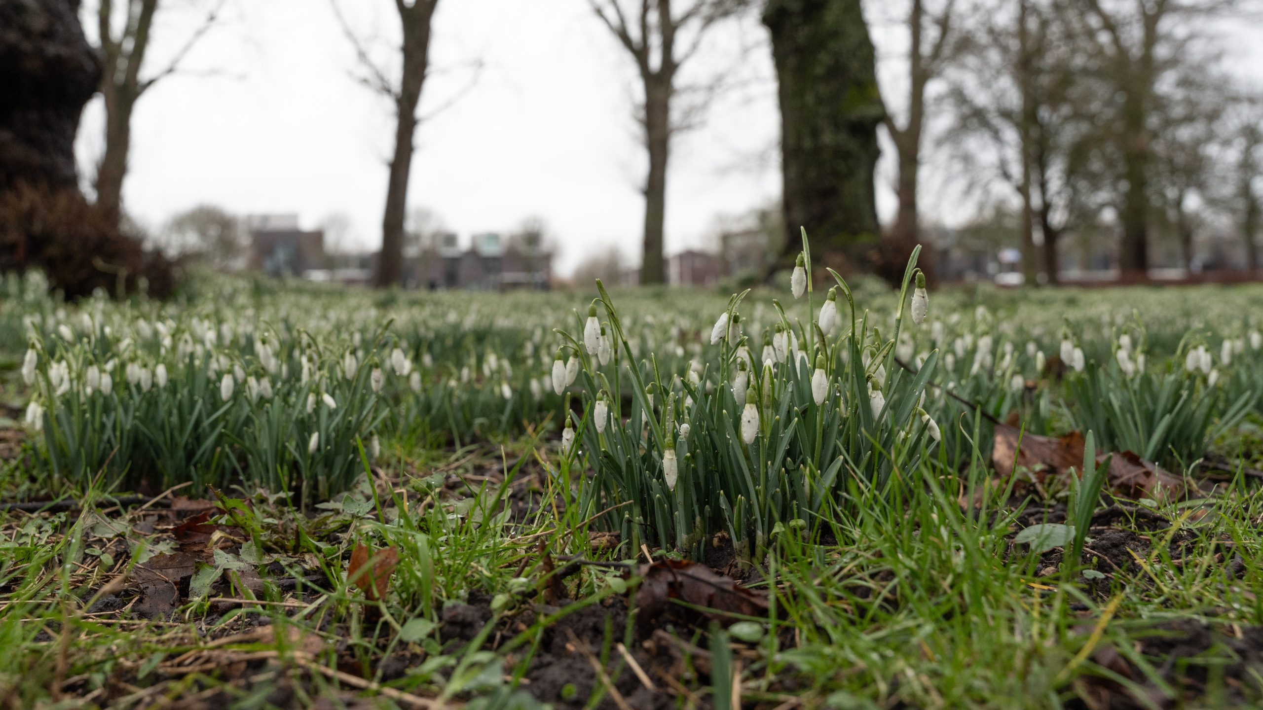 “Woensdag zonnige perioden en 17 graden, ook komende dagen zacht”