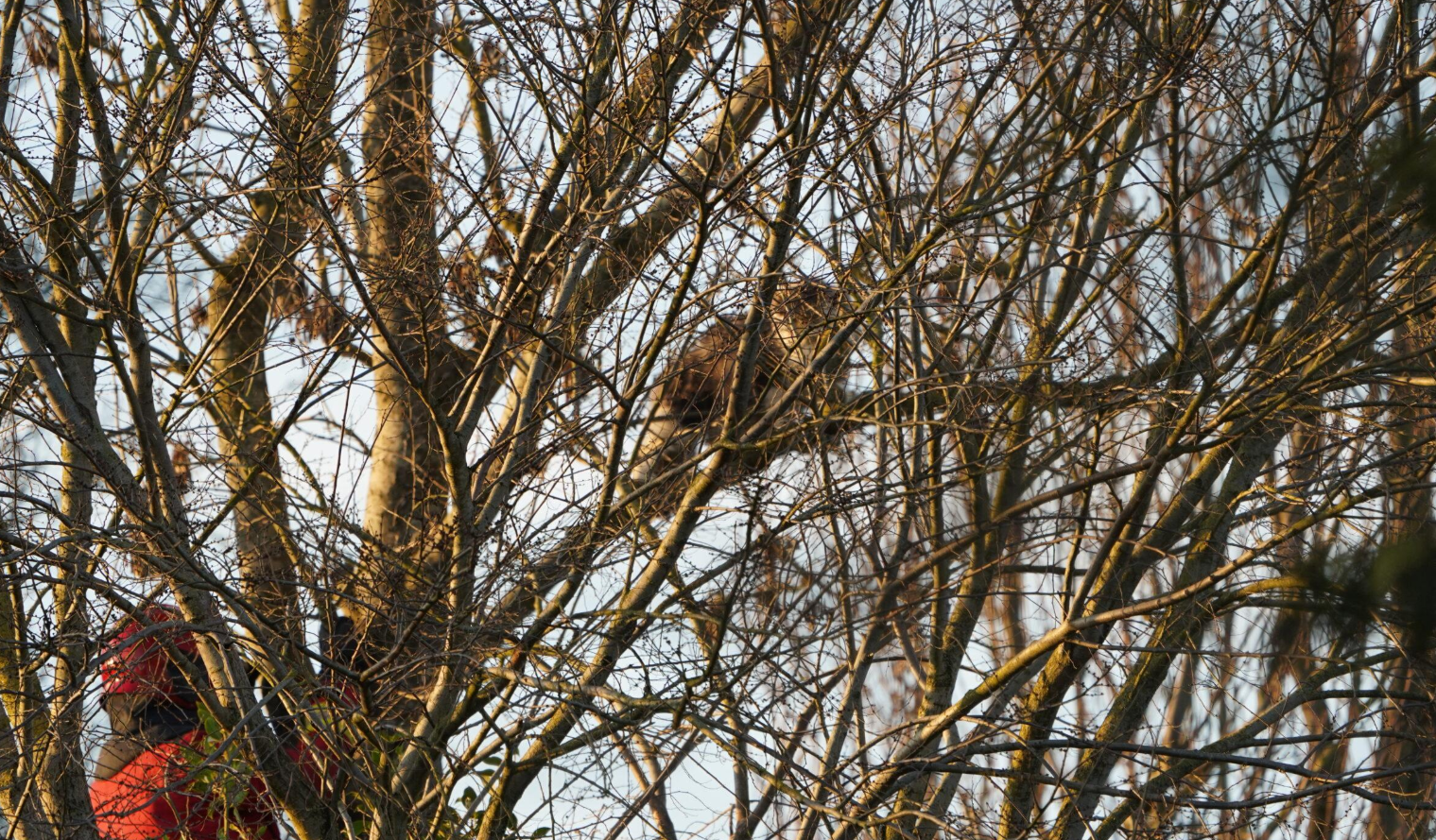 Brandweer redt kat uit boom in Haren