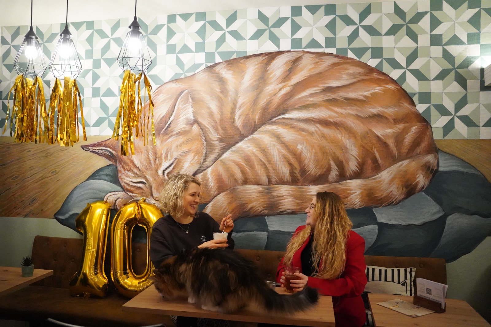 Noorderzonkat vindt thuis in jubilerend kattencafé: “Woensdag de hele dag feest”