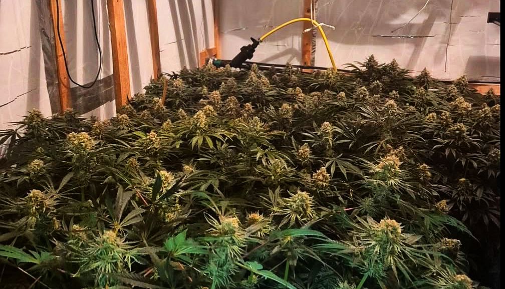 Agenten politieteam Groningen-Zuid rollen hennepkwekerij met 144 planten op