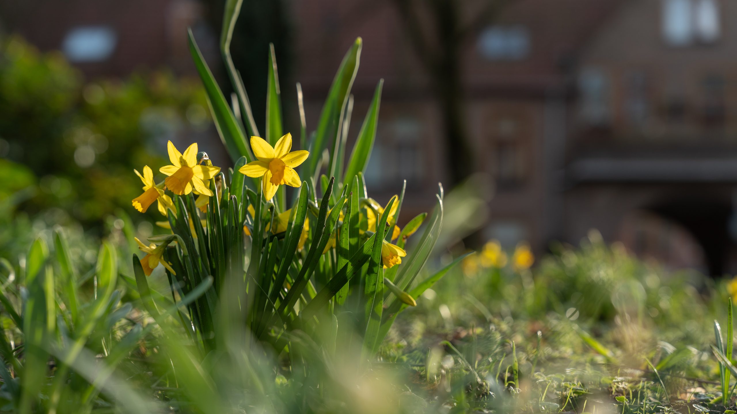 ‘Woensdag zonovergoten, ook de komende dagen veel zonneschijn’