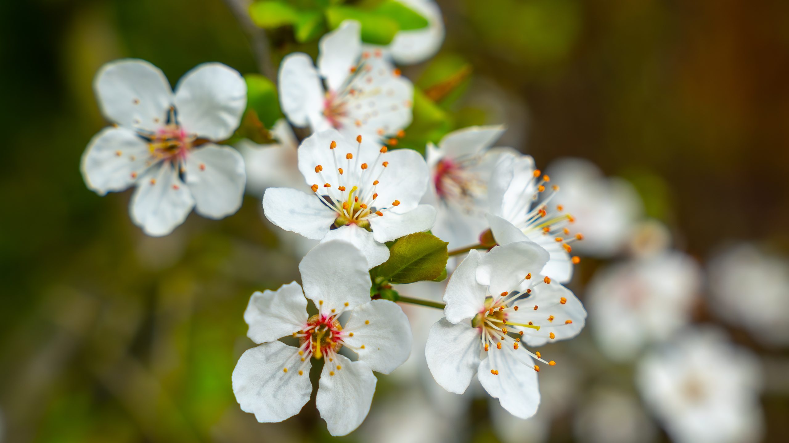 ‘Zondag geregeld zon, maandag kans op een bui’