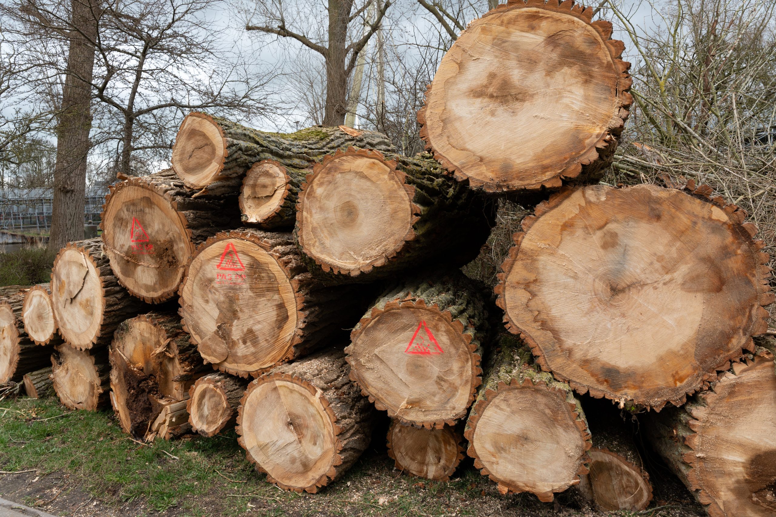 SP wil opheldering over natuurcompensatie na bomenkap Enexis bij Vierverlaten