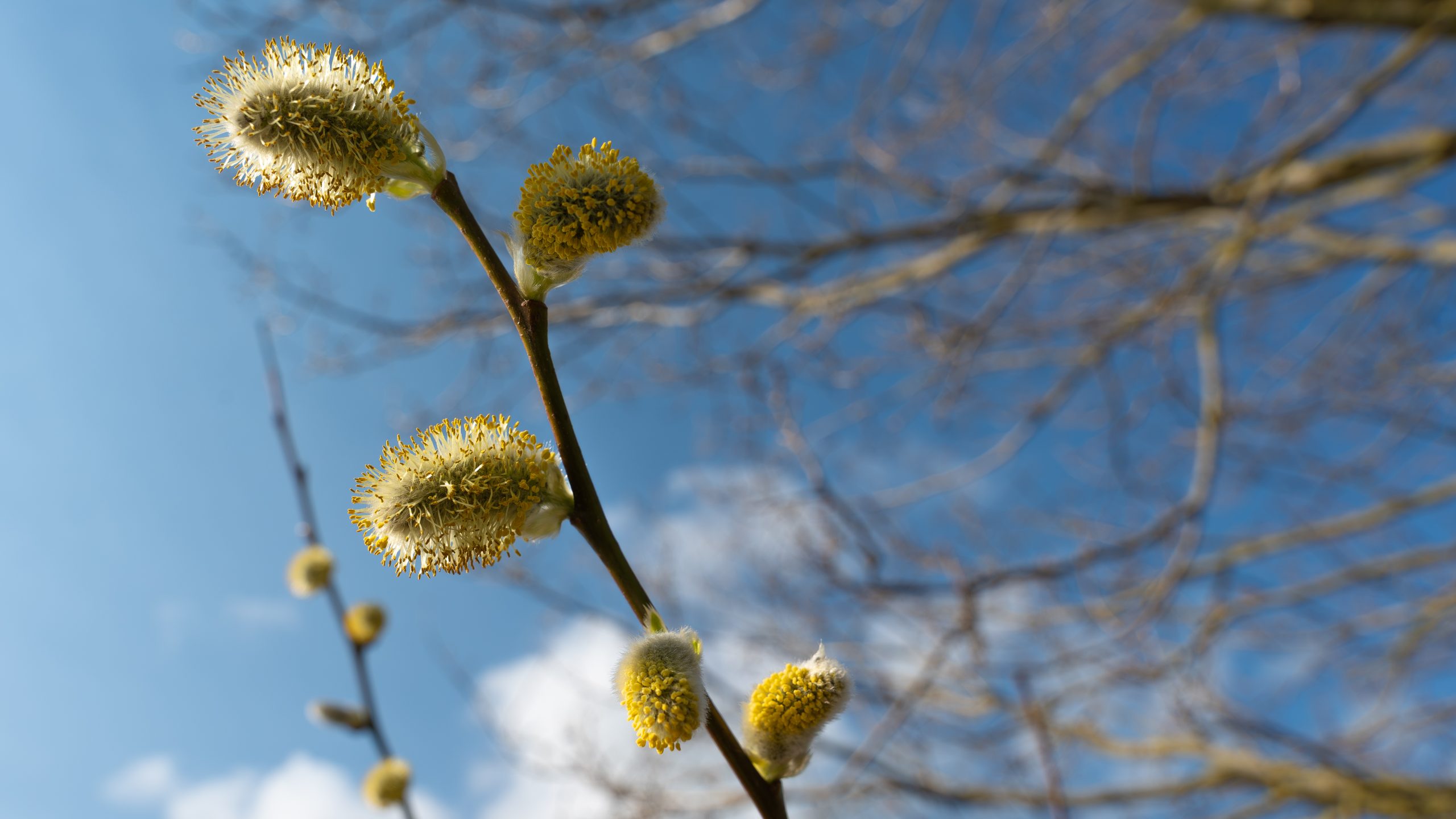 “Maandag kans op een bui met hagel, woensdag en donderdag zonovergoten”