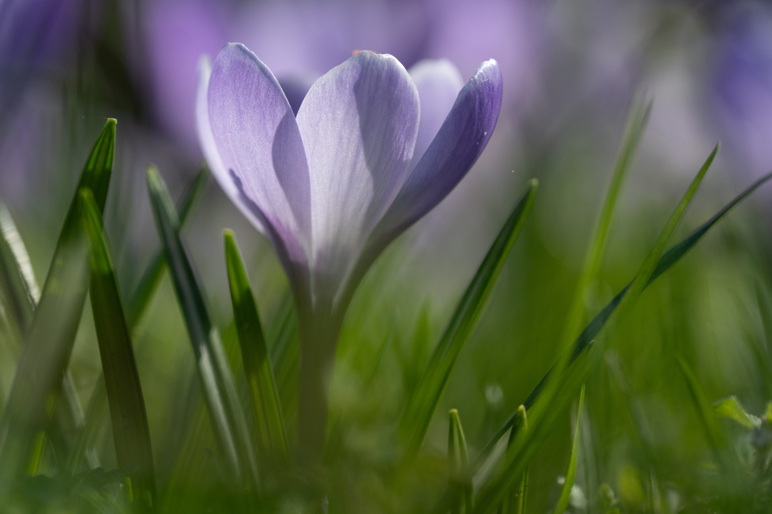 “Woensdag krachtige wind, de komende dagen gure buien”