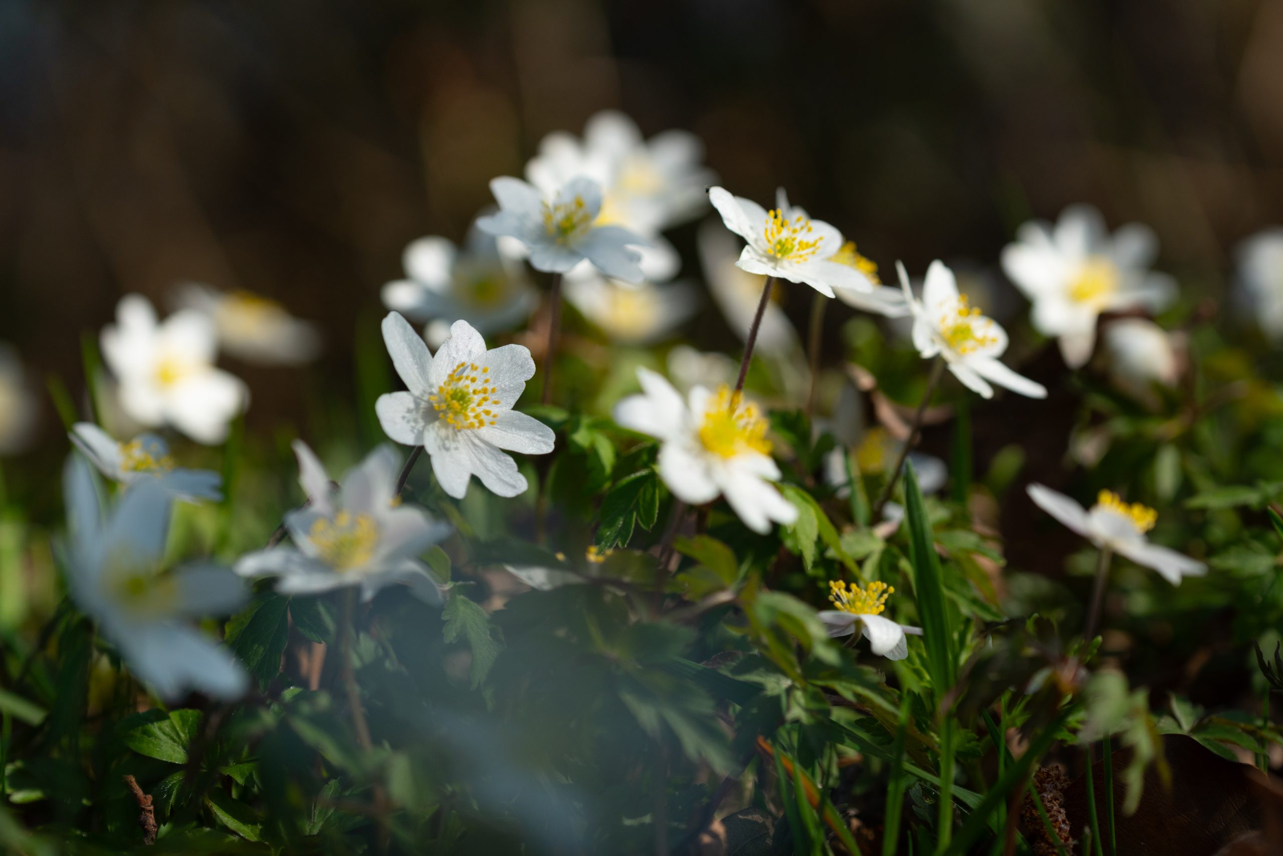 “Maandag droog en opklaringen, vanaf woensdag kans op winterse buien”