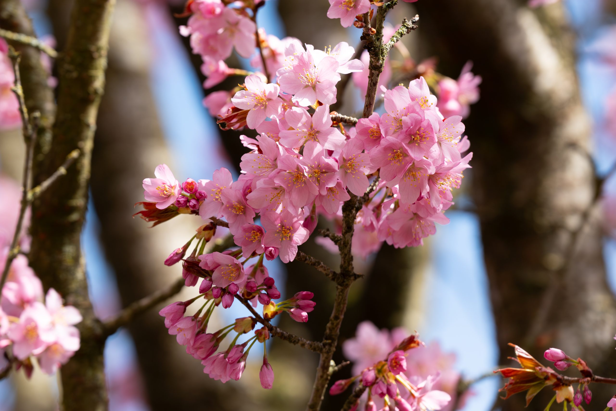 “Maandag buien met hagel, vanaf woensdag droger”