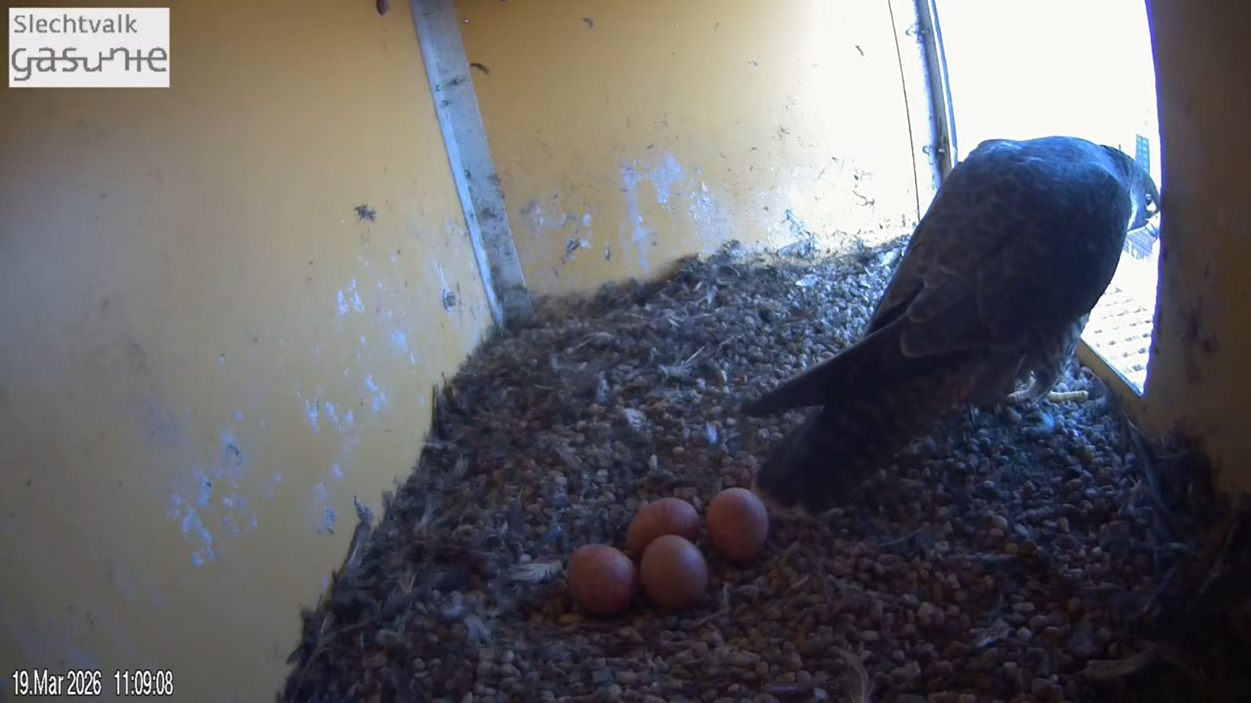 Slechtvalken Gasunie produceren eitje nummer drie en vier