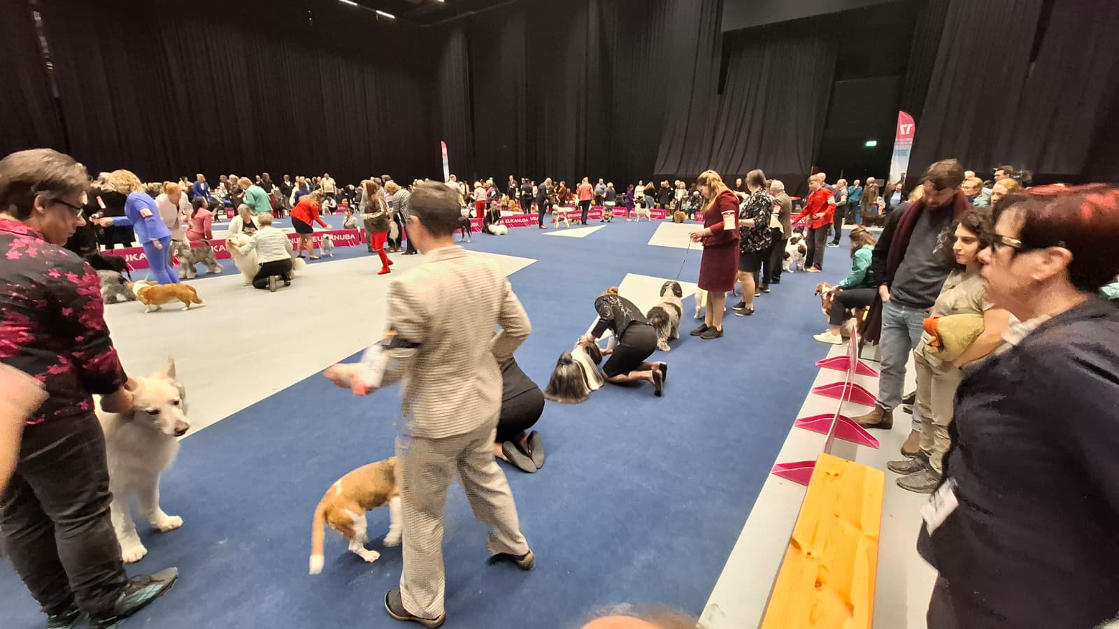 Martini Dog Show zit in de lift: “Iedereen is bij ons winnaar”