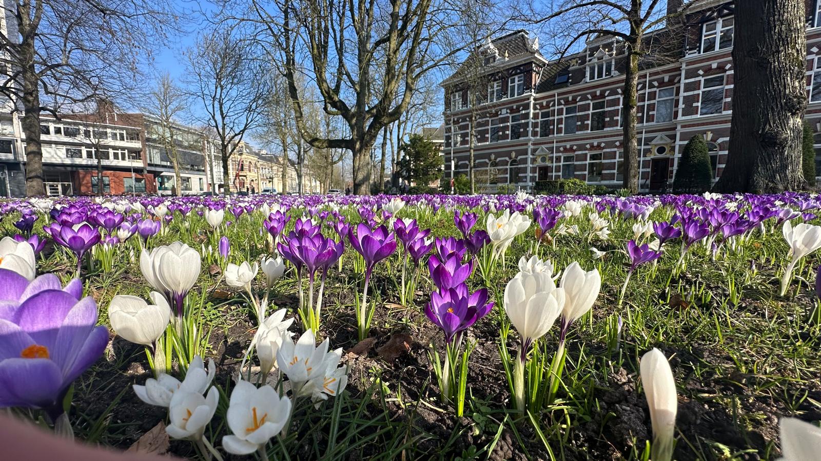 “Woensdag zonovergoten, ook komende dagen volop lenteweer”