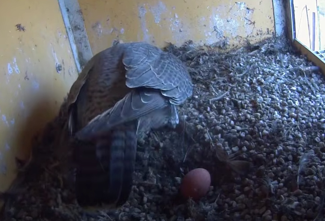 Slechtvalkenpaar Gasunie legt eerste ei