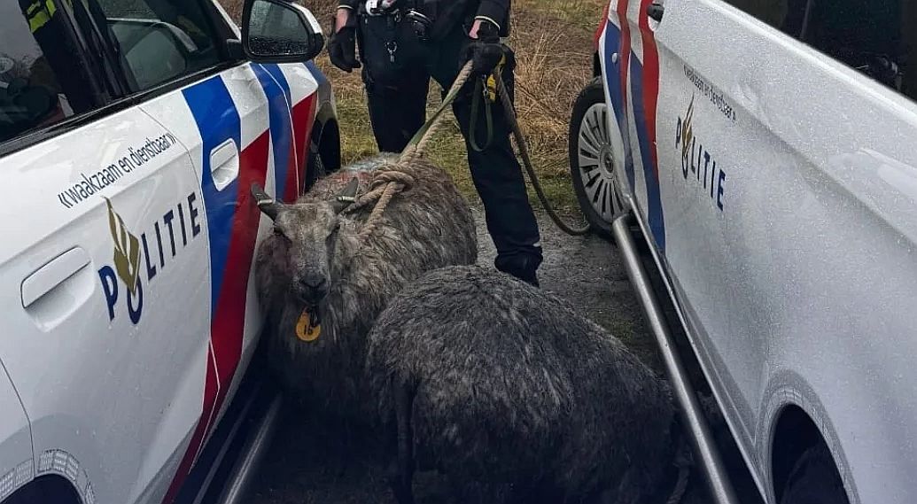 Agenten helpen bij schapen na aanval door honden