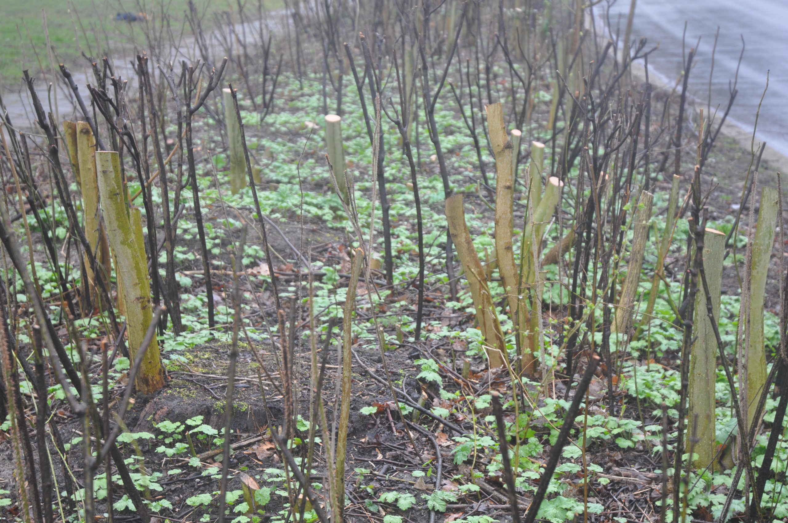 Zorgen over ‘kaalslag’ aan Helperzoom: “Zo ga je toch niet met groen om?”