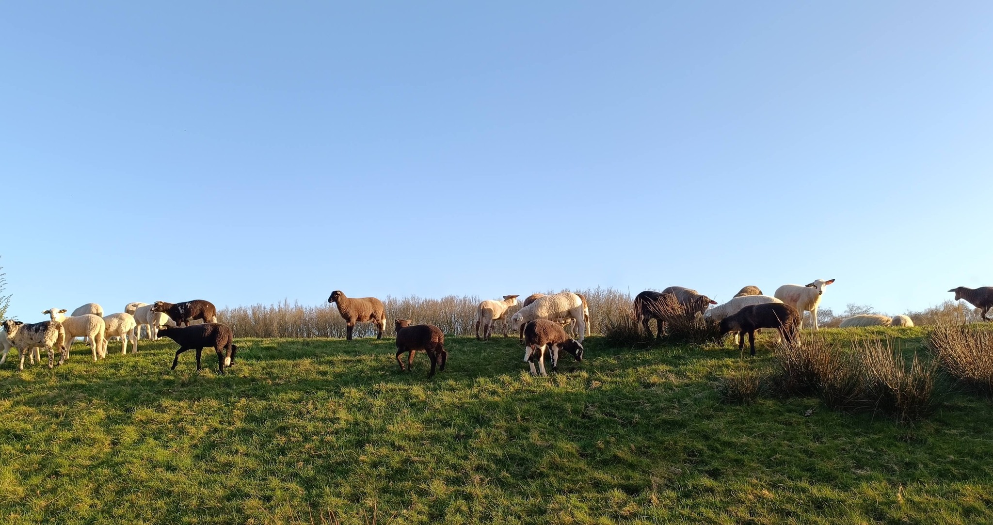 Stadskudde keert terug naar Groningen: “Deze week nog oefenen in Drenthe”