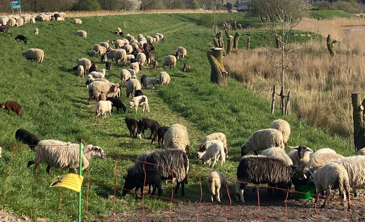 Stadskudde is terug in Stad en druk aan het werk langs het Reitdiep