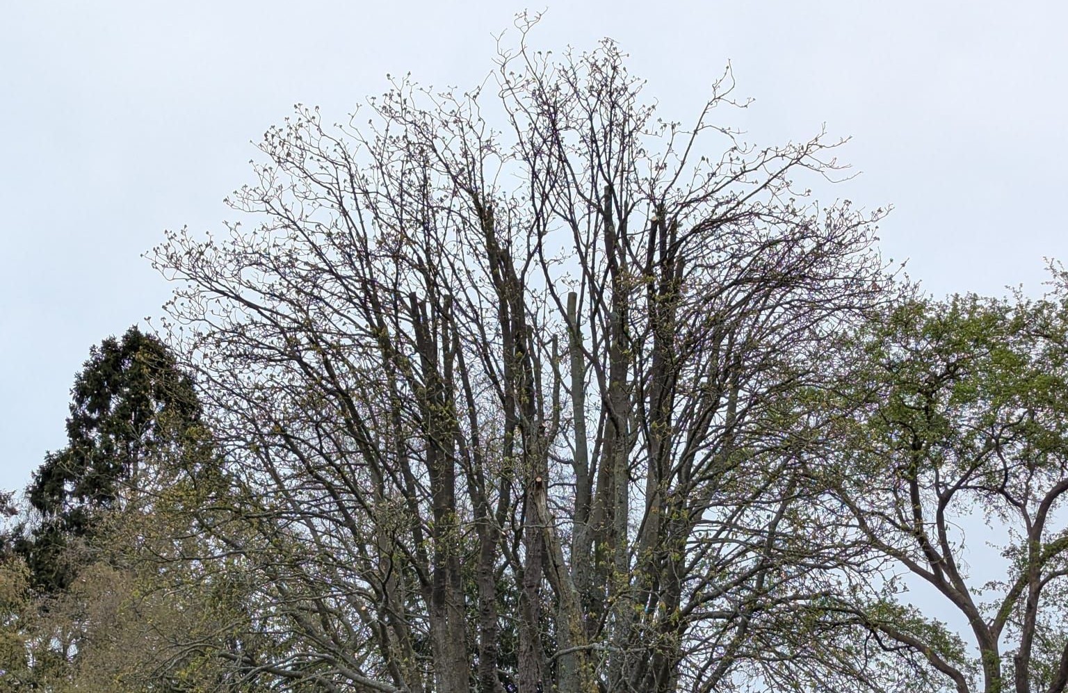 Zieke monumentale kastanjeboom in Boeremapark toch behouden: “Kroon is verkleind”