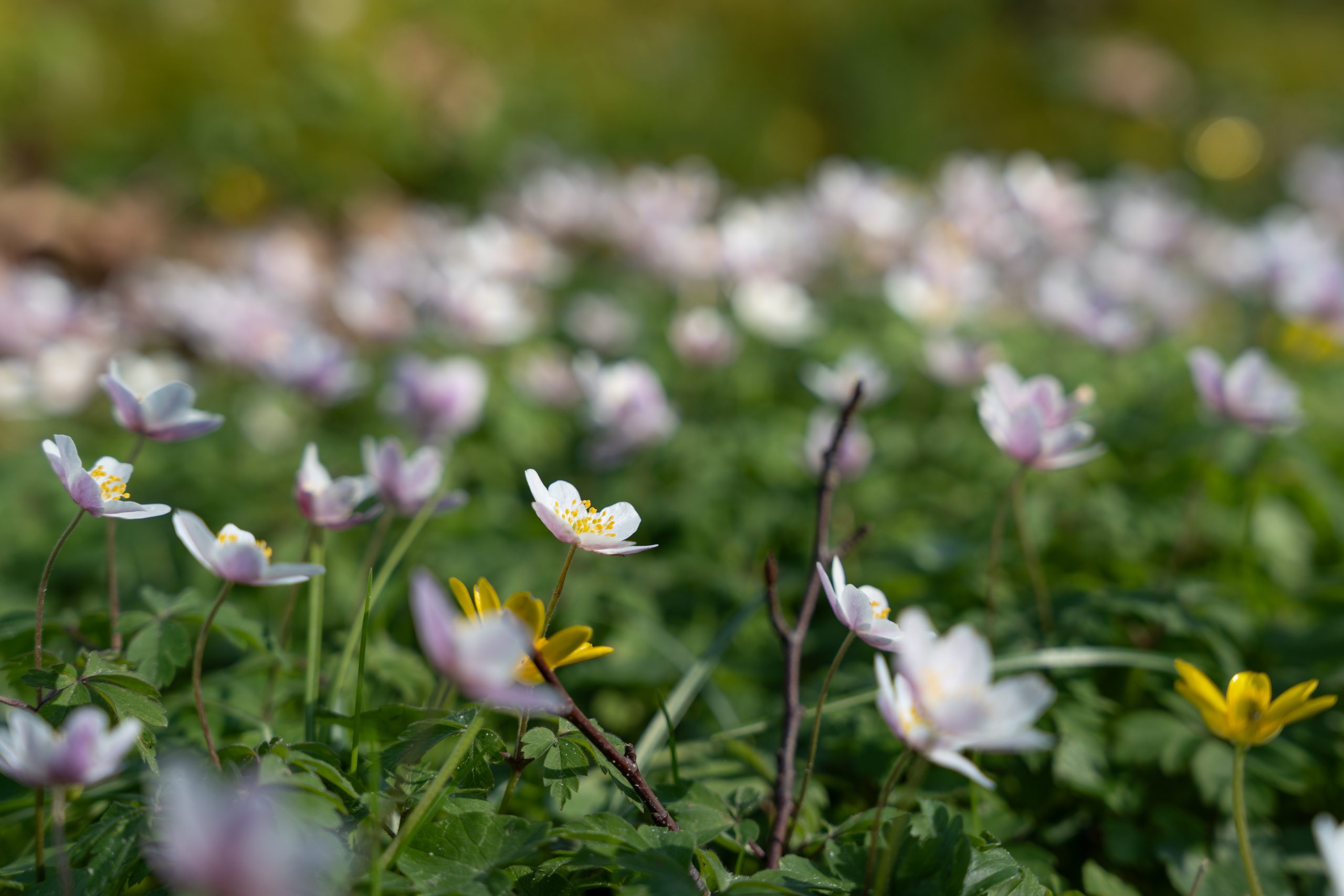 “Woensdag veel zon, komende dagen overdag droog”
