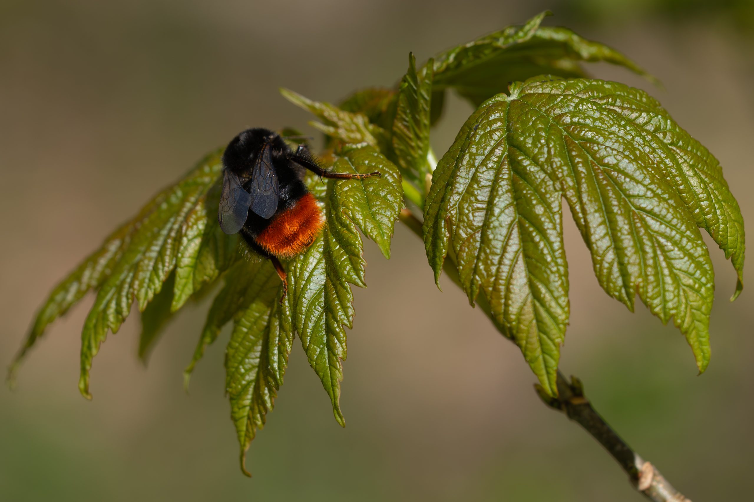 Wisselvalligheid slaat toe en temperatuur daalt, na het weekend weer kans op grondvorst