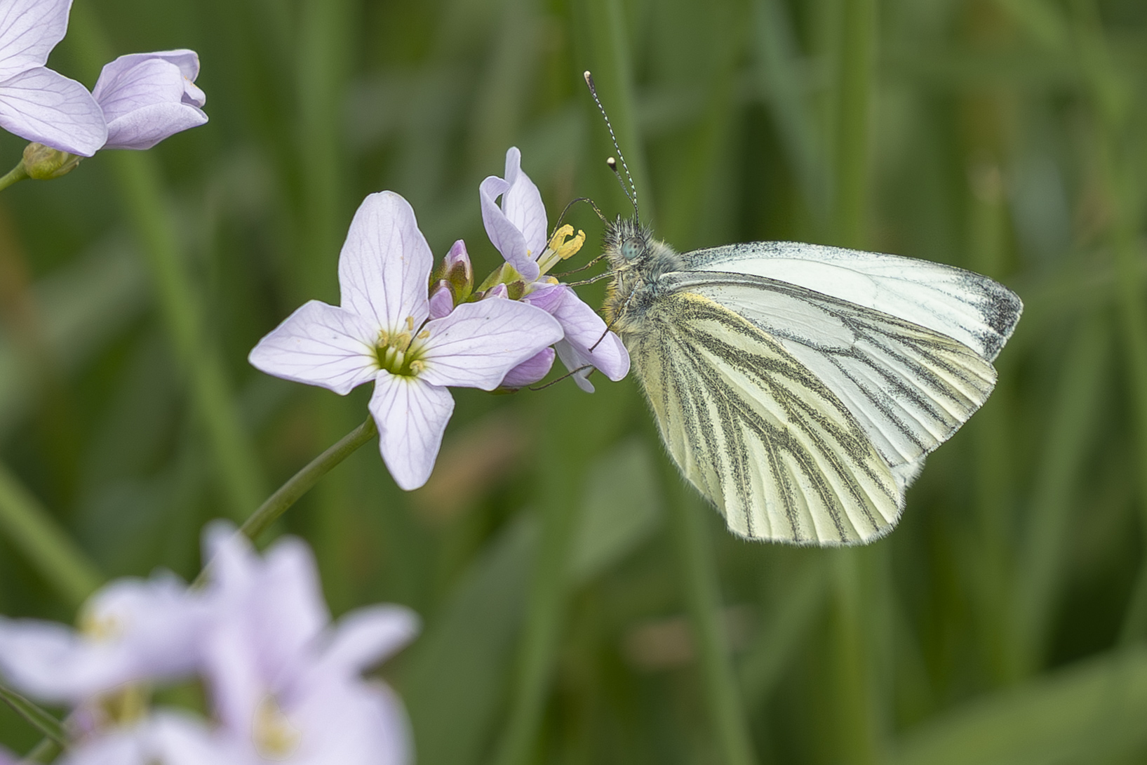 ‘Zondag wisselend bewolkt en een enkele bui, maandag waterkoud’